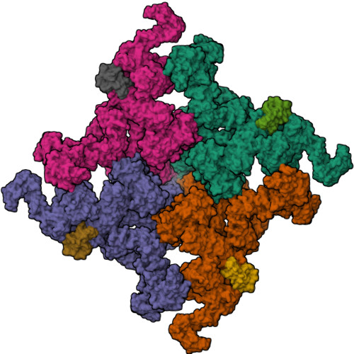 RyR2(F_C_Ca2+)