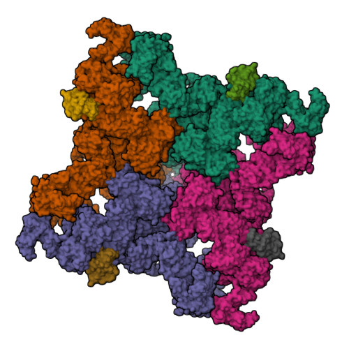 RyR1 (open state)